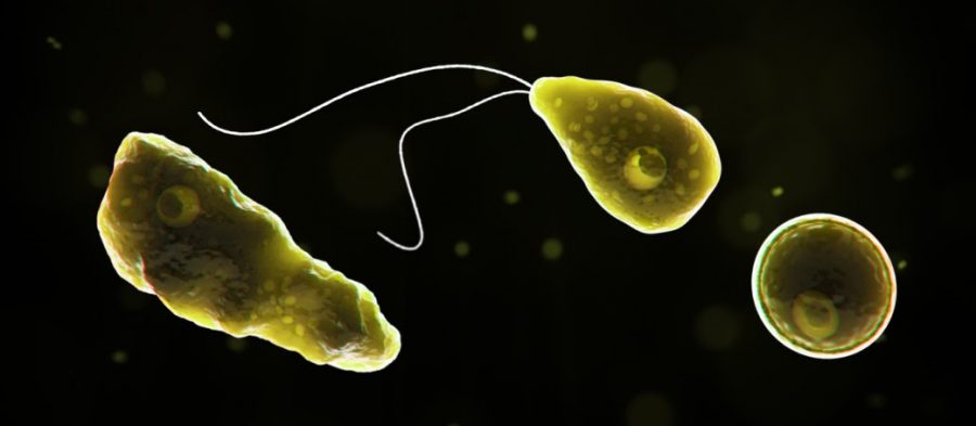 Six year old boy dies from brain-eating amoeba
