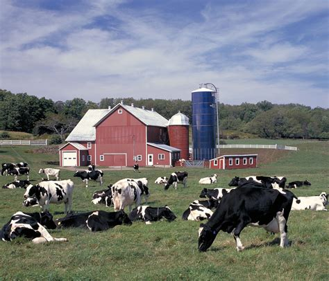A New York dairy farm. 