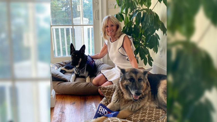 Dr. Jill Biden with dogs Major (left) and Champ (right).