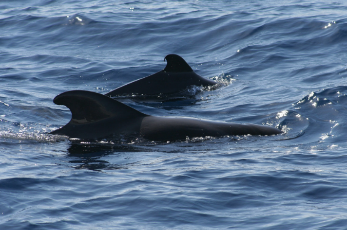 Pilot whales, courtesy of ahisgett on Flickr