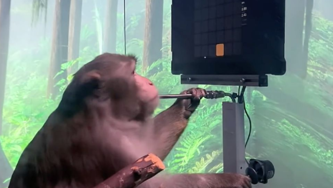 Monkey controls the video game Pong with its mind, Photo courtesy of Neuralink
