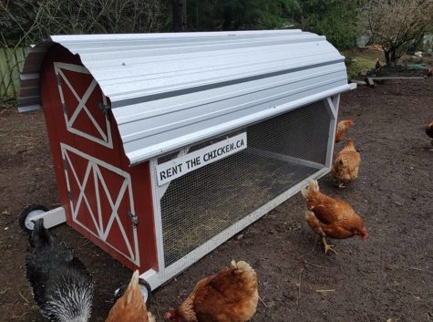 Rented chickens frolic around their coop provided by Rent the Chicken in California.
