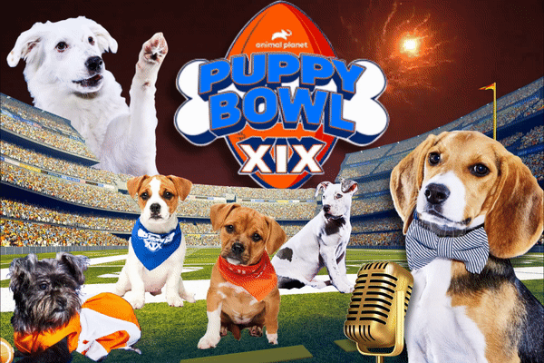 The puppy bowl, image courtesy of New York Post